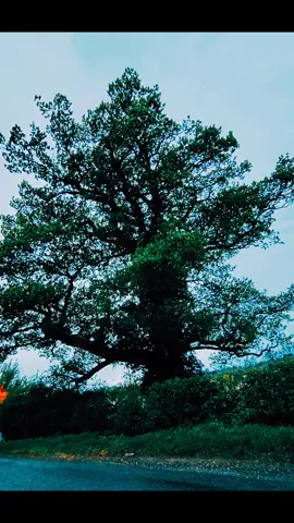 At  Last....❤️ #reality #nature #beautiful #evening #urduline #pakistan #grow #100k #pageforyou #pfypシ 