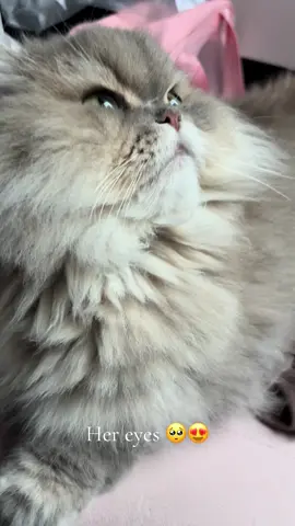 #fyp #cattiktok #persiancat 