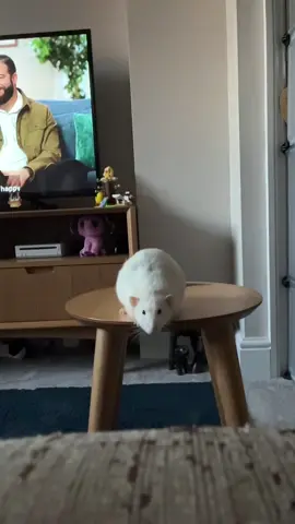 such a good little jumper #rat #fyp #ratinfestation #foryou #foryoupage #petrats 