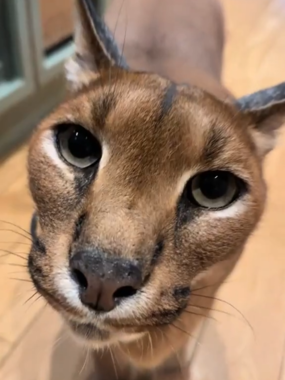 Caracal  #animais #curioso #pet 