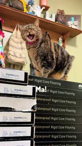 Penny doesn’t want it, nope! #talkingcat 
