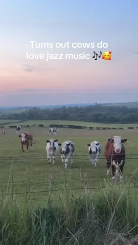 Turns out cows do love jazz music … 🎶🥰 #cows #cowslovejazz #fyp 