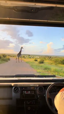 South Africa is a feeling. #safari #southafrica #safarisouthafrica #capetown #capetownbeaches #safarilodges 