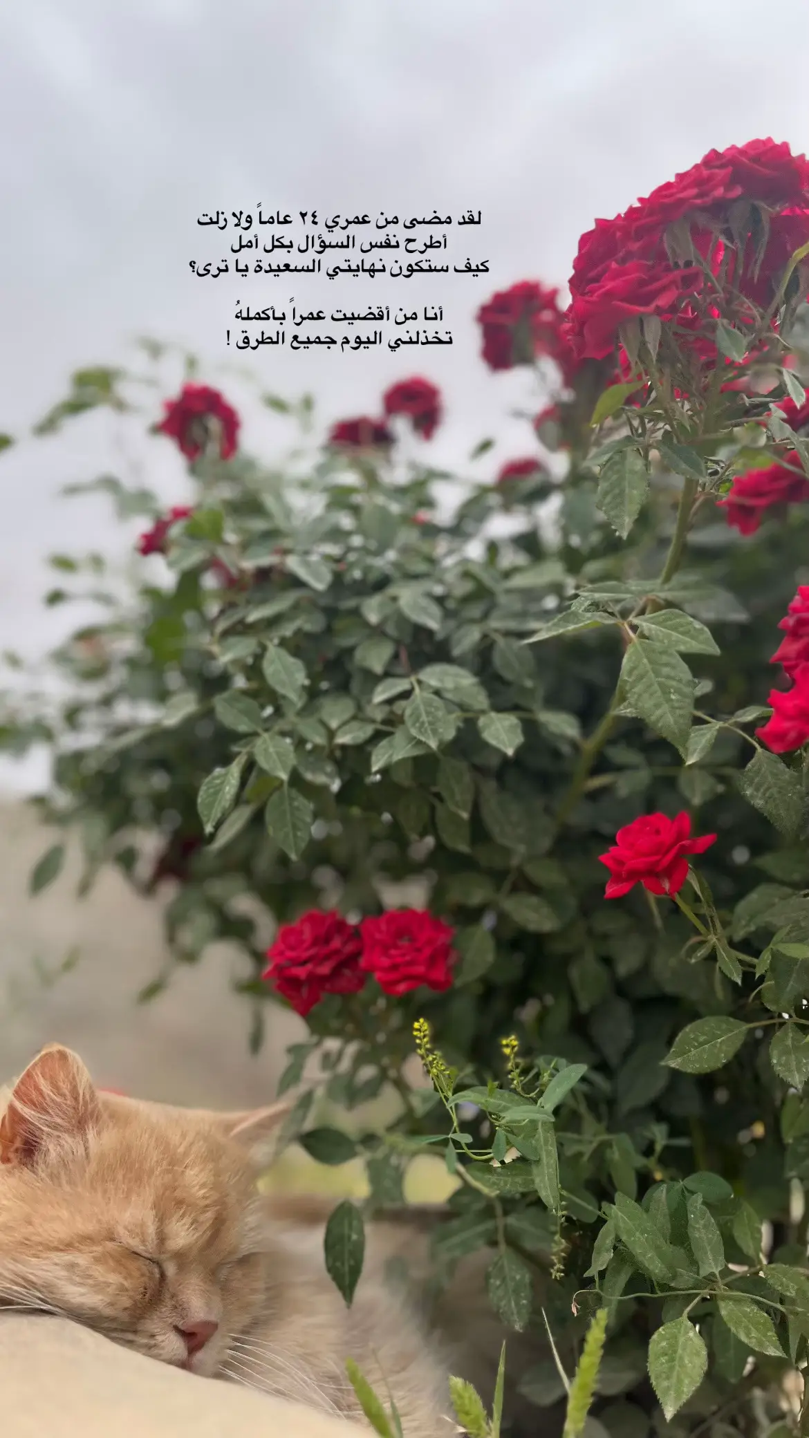 #fypppppppppppppp #foryoupage #viral #fyyyyyyyyyyyyyyyy #trending #تصويري_احترافي_الاجواء👌🏻🕊😴 #عباراتكم_الفخمه📿📌 #تصويري📷 
