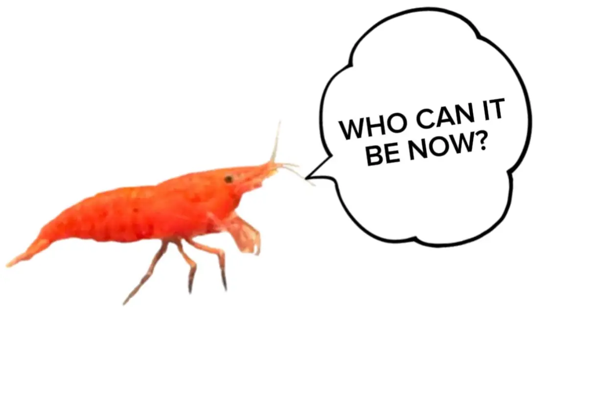 #shrimp #meme #pets #fyp #aquarium 