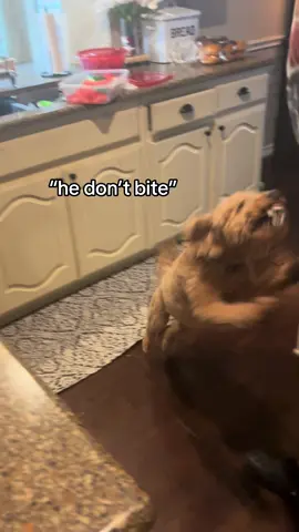 nonchalant walk off at the end @Jacob #funny #hedontbite #dogtok #dogtiktok #dogsoftiktok #makeyoulaugh 