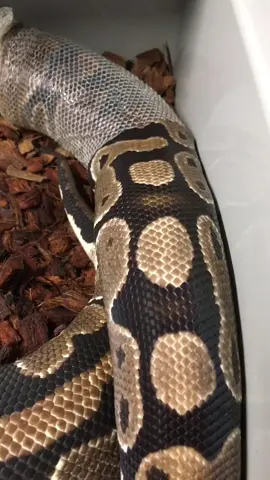 Snake Shedding ASMR #ballpython #ballpythonbreeder #snake #snakes #python #reptile #reptiles #snakesoftiktok #reptilesoftiktok #snakevideos #fyp #fypシ #fypage #fypシ゚viral 