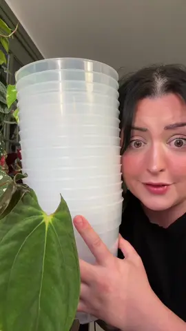 These clear nursery pots are my absolute favorite — especially if you have ADHD like me and need visual reminders for plant care. I use them for everything: repotting, propagation, watching root growth, preventing root rot, and avoiding overwatering. They make it so easy to see when your plants need water, if roots are getting root bound, or if something’s going wrong below the soil — no guessing, no stress. If you’re a forgetful plant parent or just want to level up your houseplant game, these are a must-have. Clear plastic pots for houseplants just make sense. They’re lightweight, reusable, breathable, and perfect for monitoring root systems. Whether you’re growing alocasia, anthurium, pothos, or anything else — clear nursery pots are a total game changer.