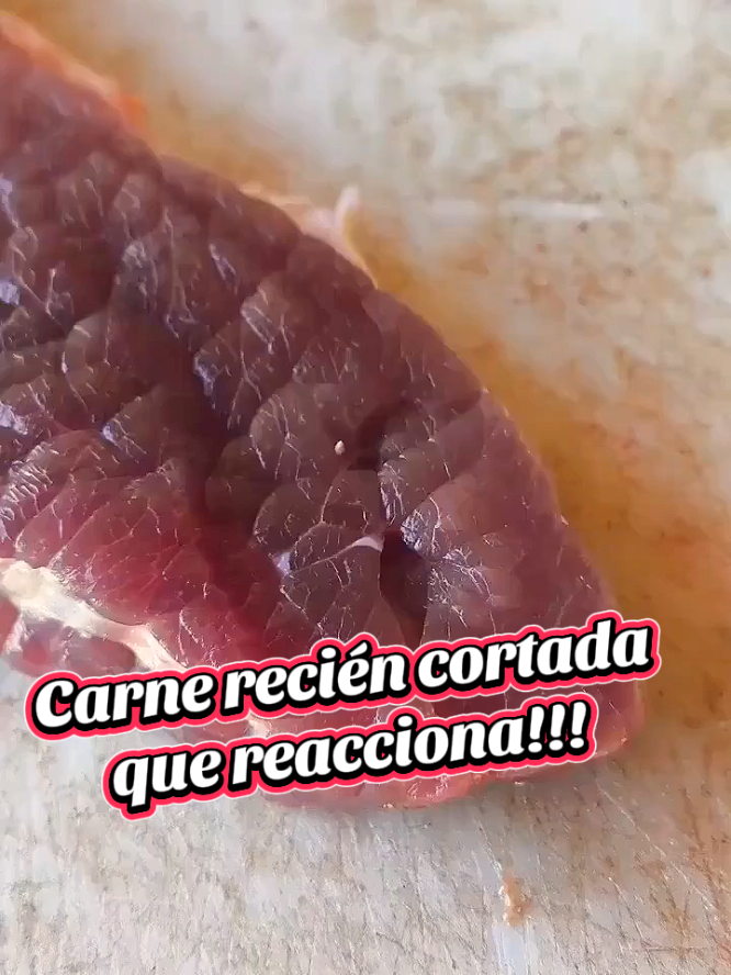 Carne recién cortada que reacciona!! 😱 La vibración en la carne recién cortada se debe a la contracción muscular residual. Las fibras musculares pueden seguir reaccionando a estímulos incluso después de ser separadas del sistema nervioso. Síguenos y sigamos aprendiendo del mundo!.  #ciencia #musculos #carne #carneasada #anatomia #clase #f #fyp 
