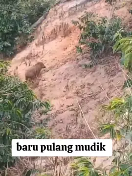 #porbiacehtegah #porbi_sumbar #porbitakengon #porbi50kota #porbiace #fyp #sorotan 