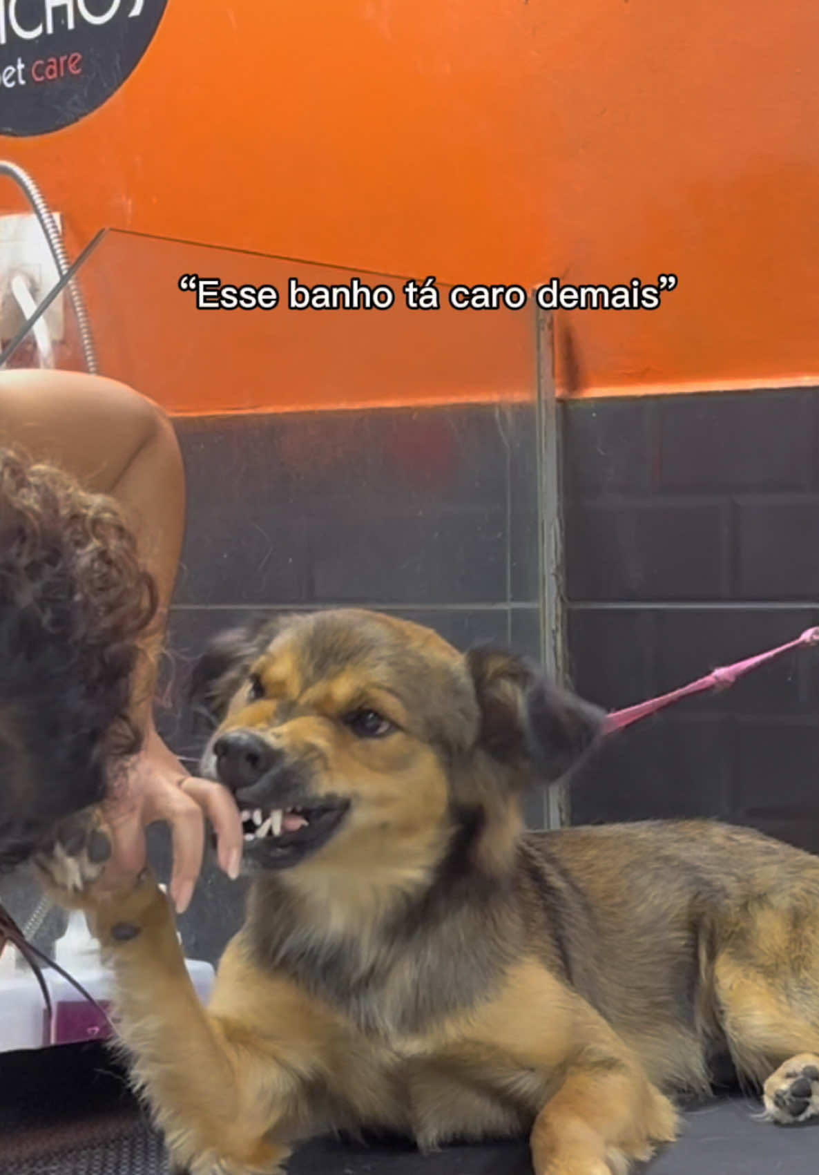Caro é a indenização 🤣 @estercarv4lh0 @BsBichos  #cachorro #fyp #foryoupage 