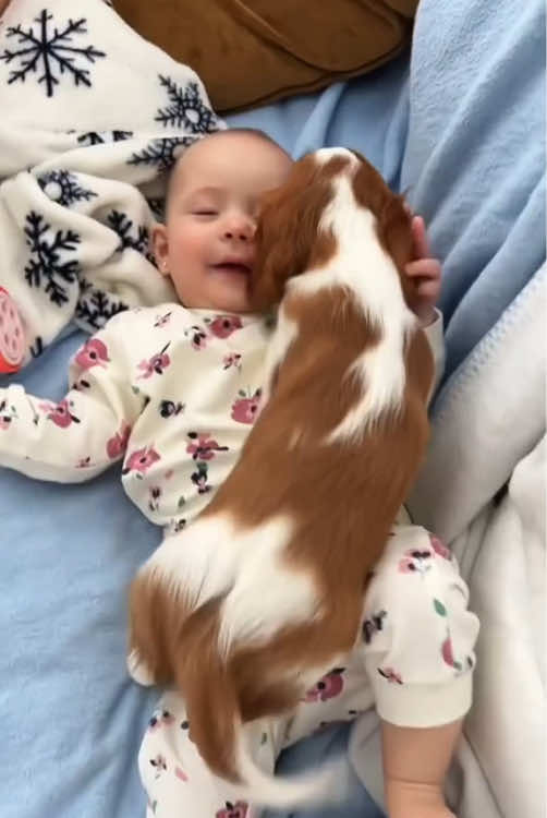 Get a puppy and let it grow up happily with your baby 🥰/Puppy loves baby ❤️❤️❤️#dog #Love #baby #dogtiktok #fyp 