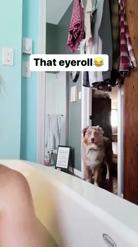 Dogs really do understand English. 🧠🐶#dog #dogsoftiktok #dogtok #funny #fyp #foryoupage #dogbehavior #doglover 