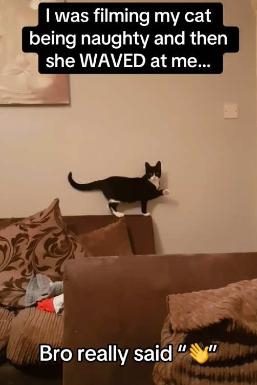 My cat can speak English #catsoftiktok #cats #catslovers #tiktok #fypシ #usa🇺🇸 #english 