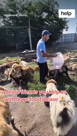 please friends you share with us anything you can please 🙏so that we can get what to eat today and tomorrow on the shelter please  #america #animalsoftiktok #america #dogloverforever #Scotland #foryou #foryoufyp #scotland #goviral #growmyaccount #cutepuppy 