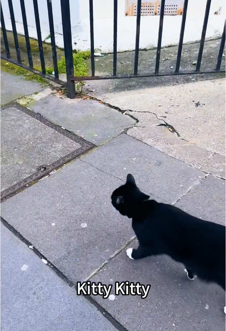 Funny cat videos😹😹#funnyvideo #fypツ #cute #cat #cats #catsoftiktok #catlover #funnycat #foryou 