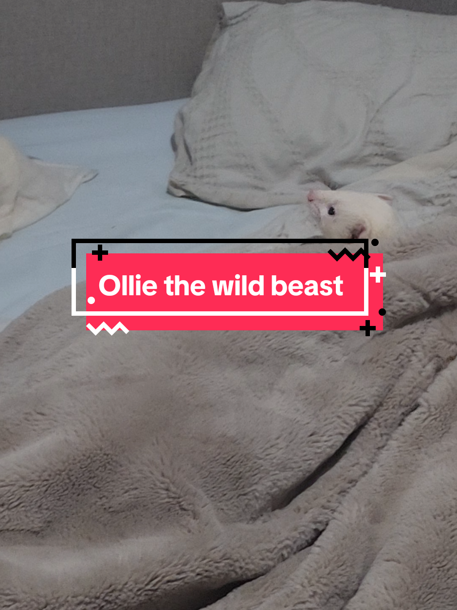 I cannot get enough of Ollie and his clumsy antics 🤣 he is just a MEME in the making !  #viral #fyp #ferret #ferrets #ferretsoftiktok #ferreteria #ferretfun #ferretlove #ferretlife #ferrettoks 