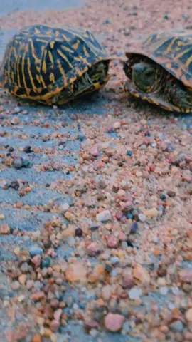 #turtle #gangwar #violence #TurtleSoup 