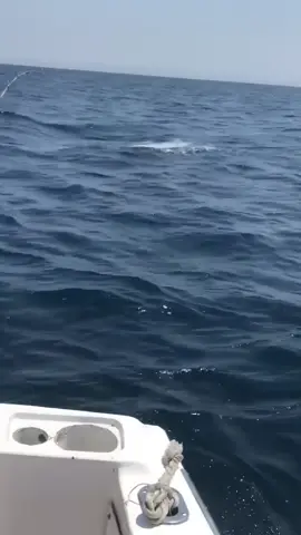 Great white 😭 #fishing #bassfishing #fishingtok #fishinglife #fishinggear 