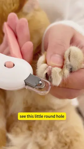2-in-1 pet nail clipper, free adjustment of the aperture of 1mm~3.5mm, horizontal cutting is not easy to split nails, both big cats and kittens can be used, and dogs can also be used #novicecats #catnailclippers #cutepetgoodies#cats#tiktok #TikTokShop#fyp#2025#tiktokshopsummerturnup #fathersdaygift zzh5.2.1