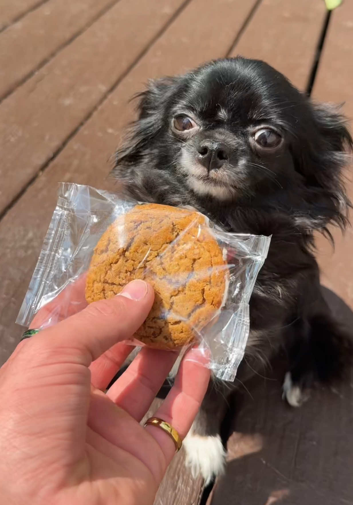 COOKIE FLYING PUDDIN 🍪😱 