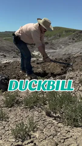🦆 Edmontosaurus! The field season is upon us! And to start I have revisited a duckbill tibia site. Back in October when Fall was rolling in to Winter, I removed the distal end of the tibia as it was eroding out of the butte. While uncovering some other bones, I could extract them in time, so I reburied (winter-ized).  So far I have found some decent sized center shafts of the tibia and look forward to developing this site.