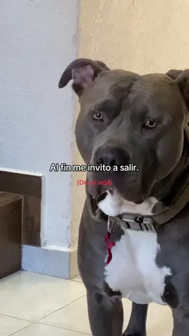 🙁 #amor #triste #desamor #triste #meme #humor #pitbull