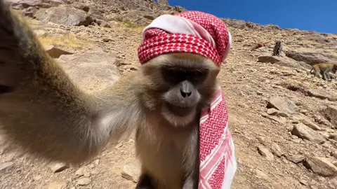 #قرود #الطائف #ذكاء_اصطناعي #شعب_الصيني_ماله_حل😂😂 #explore #fypシ゚ 