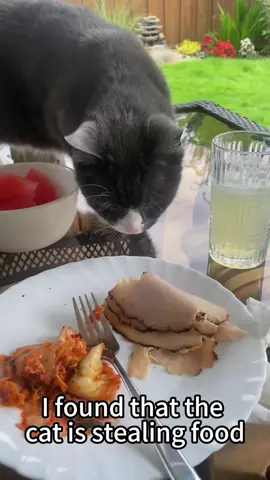 The cat wants to eat my food too #fyp #funnyvideo #foryou #cat #happy #catsoftiktok #pet #funnycats #funnyanimals #funnycats #catsoftiktok #cute 