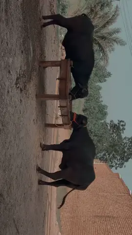 😭🫶#2025qurbani #fyppppppppppppppppppppppp #foryoupage #viralvideo #for #foryoupage 