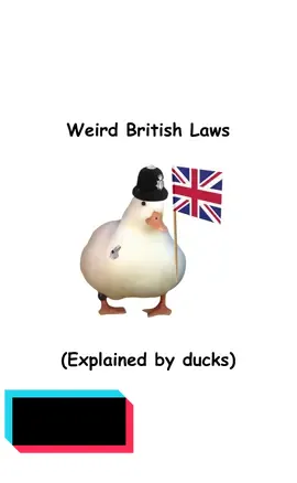 Weird British laws explained by ducks #uk #british #ducks #laws #ducktok #ducksoftiktok #birds #birbs #birdmemes #uklaw #england #Scotland #Wales #london #explainedbyducks #viral 