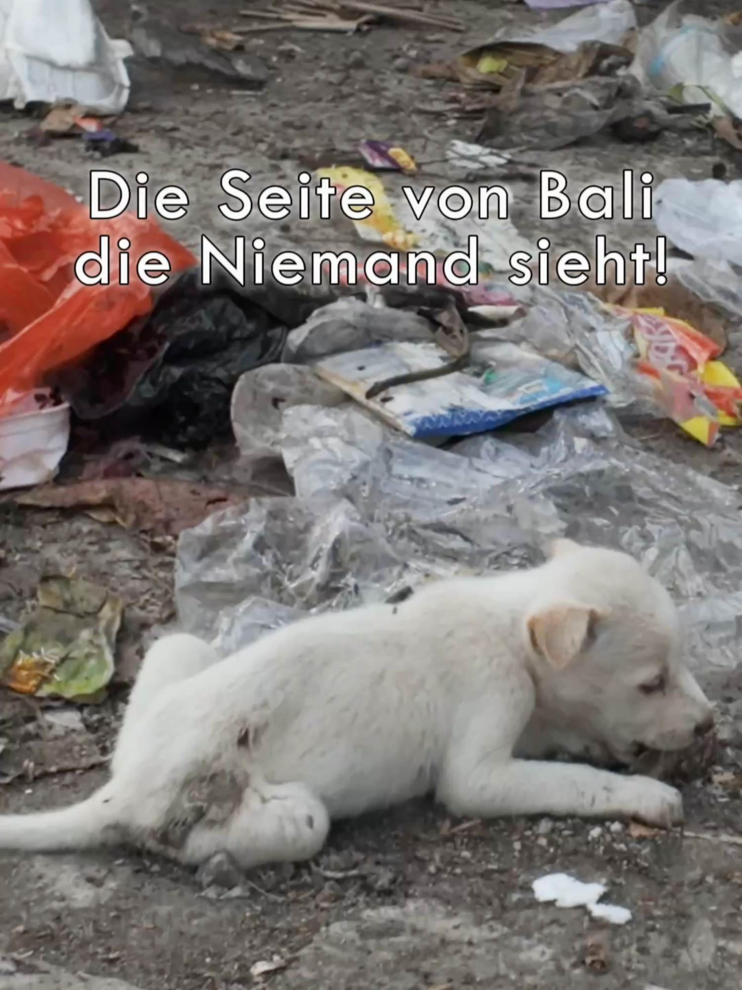 Die dunkle Seite von Bali #bali #müll #traurig #tik_tok