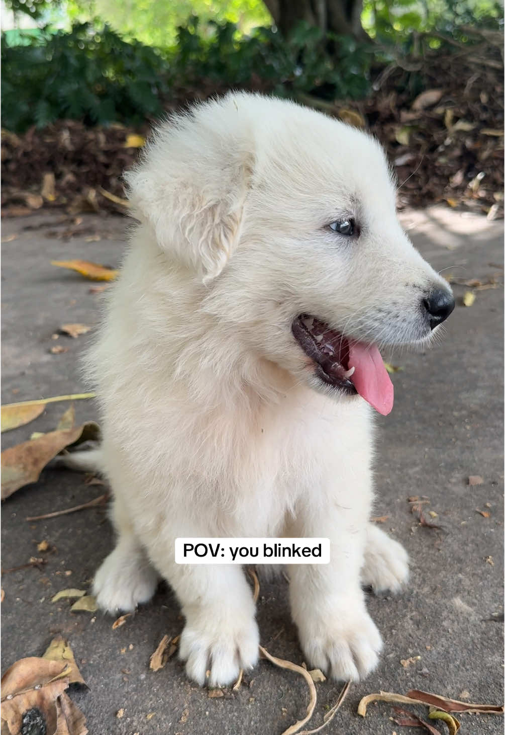 Little Wally isn’t so little anymore. And he’s not even done growing yet🤭 #maremmasheepdog #povyoublinked #doggrowingup #maremma 