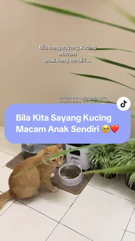 Air bersih setiap 3 jam, makanan tak pernah lemau, sambil kerja pun boleh pantau dan cakap dengan kucing 🥹❤️ sungguh teknologi sekarang sangat memudahkan cat owner ❤️ best products yang saya dah guna beberapa bulan dari @luckypet ❤️ #smartpetfeederwithcamera #smartpetfeeder #airminumkucingautomatik #automaticpetwaterdispenser 