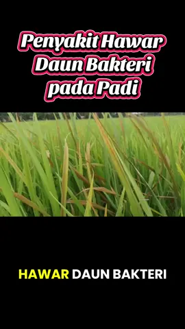 Penyakit Hawar Daun Bakteri #padi #petani #penyuluhpertanian #penyakitpadi 