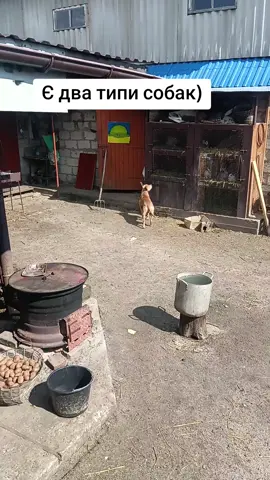 Підписуємось на нас 😍🤗🤗  #пестобідруг🇺🇦🐶 #піт #пітбуль 