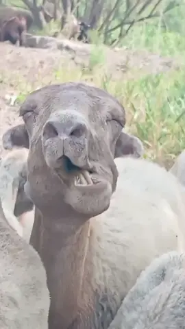 #goat #funny #viral #animals 