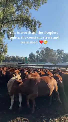building general wealth brick by brick. 🥰 #fyp #southafricatiktok🇿🇦 #farmer #fypシ゚viral🖤tiktok #farmlifeisthebestlife #farming #farmlife #farmtok #agriculture #viralvideos #southafricatiktok #agricstudents #student 