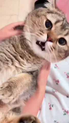 #cat #catsoftiktok #catlover #funny #funnyvideos #foryou #fypage #fypツ #funnycat #funnytiktok #cats