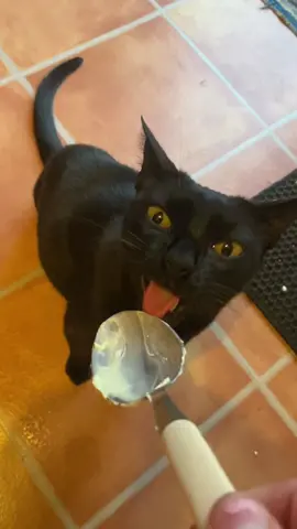 When mummy lets me have a treat when she’s baking 🐈‍⬛✨ #catlife #blackcats #blackcatsoftiktok #cateating #blackcatenergy #tripawd #threeleggedcat 