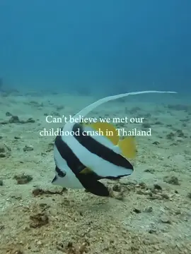 STARSTRUCK 😳😳😳 Follow us for group diving trips and a chance to meet him yourself #nemo #ScubaThailand #StressFreeTravel #SoloTravel #CouplesTrip #DiveAdventure #traveltiktok #traveltok #scuba #thailandtiktok 