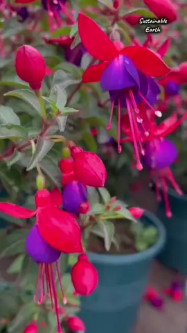 Pesona Anggun Bunga Fuchsia Keindahan Alam dalam Pot #fuchsia #beautyflower #fyp #eksotis #tanamanhias 