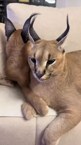 #mufasa #nala #caracalcat #caracal #feline #cats #catsoftiktok #catlover #catlove #catlife #happycaracal #friendlycaracal #fyp #followers➕ #purelove #kitten #caracalkitten 