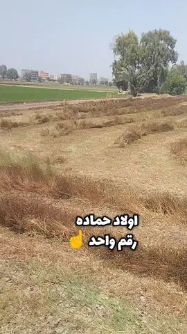 اولاد حماده  حصاد البرسيم  #البرسيم #الاصفر #إبداع #فيديو_احترافي #إخراج #الالات_الزراعية #الزراعة #مصر #كفرالشيخ #ترند 