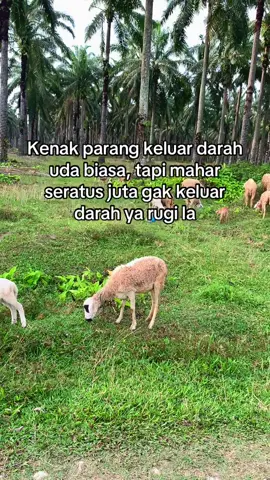 Sakit kepala la #4u #fyp #xybca #cakapmedan #katakata #random #kecewa #cakapmedan #bahanstory #4youpage #angon 