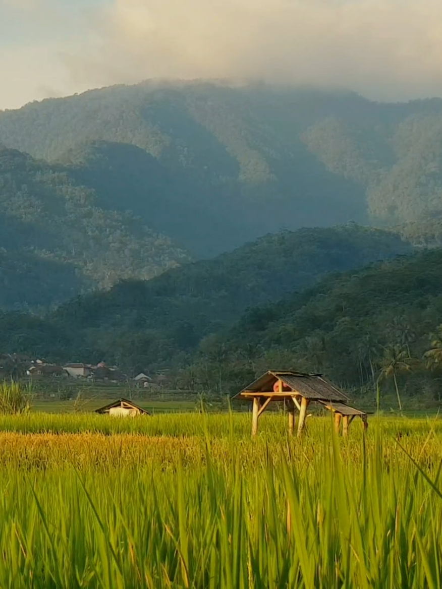 peace 🏞️ | kira-kira rasionya mending gini atau 3:4 ya? atau mending vertikal aja?🤔🤔 #videography #nature #edit #peace #alam 