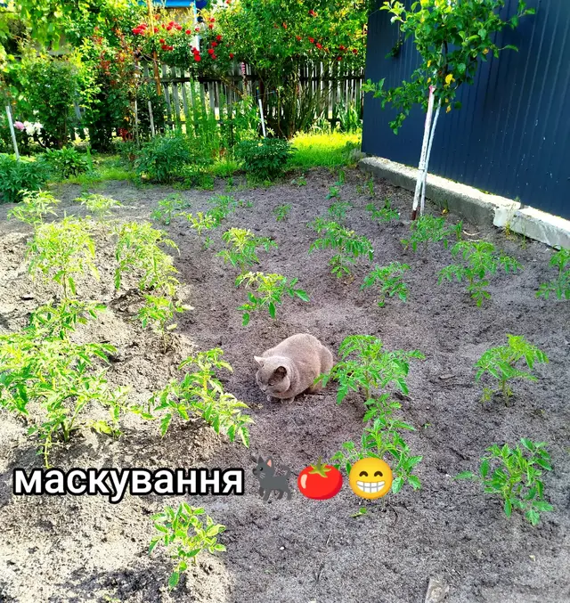 #Томаскотяра#аграноминагороді