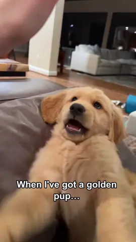 When I’ve got a golden pup… 🐶💛✨#dog #dogs #funnyvideos #funny #cute #fouyou #doglove #dogsoftiktok #fypage 