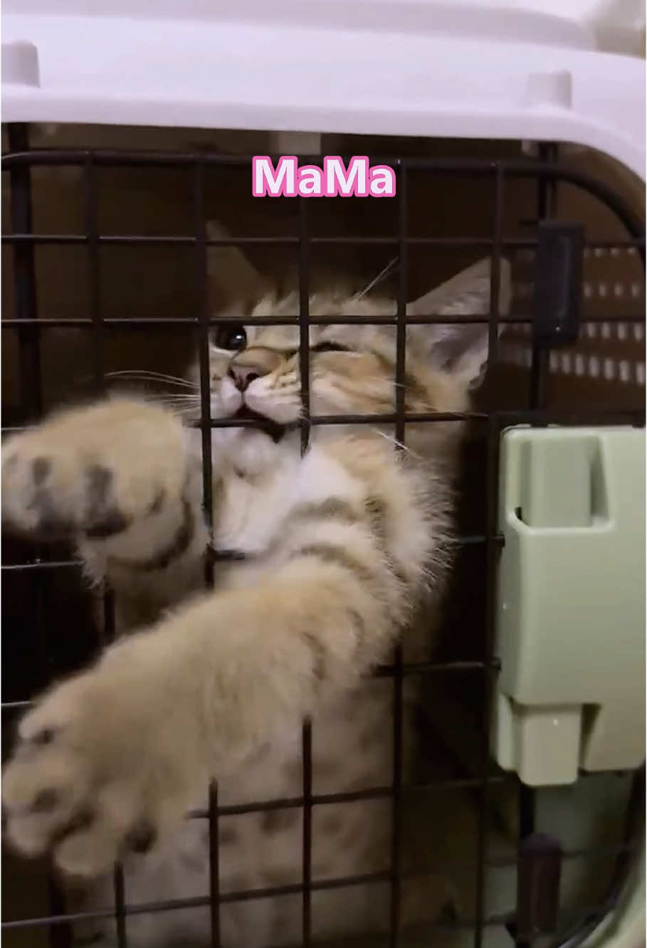 That tiny meow melts my heart 😍🐾 #fyp #foryou #cat #cats #catsoftiktok