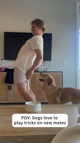 Dog teases humans #funny #dog #fyp #funnydog #doglover #funnyvideos #dogsoftiktok 